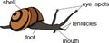 External anatomy of common air-breathing land snail. Structure of White-lipped snail Cepaea hortensis Royalty Free Stock Photo